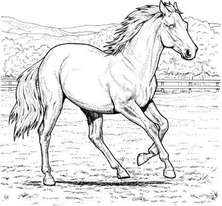 Realistic Horse Colouring Page