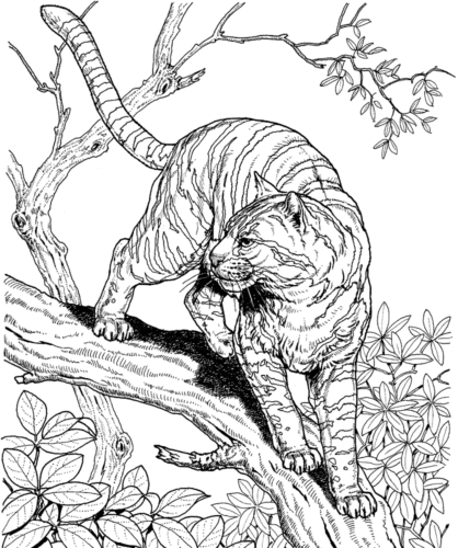 Realistic Tiger coloring page