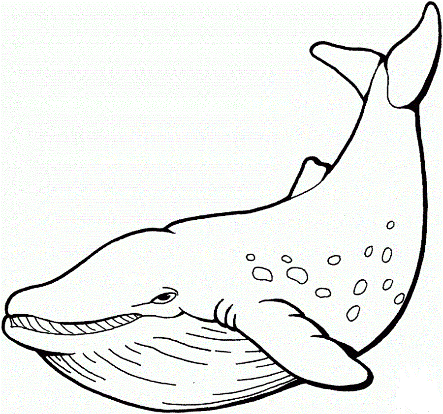 Realistic Whale coloring page