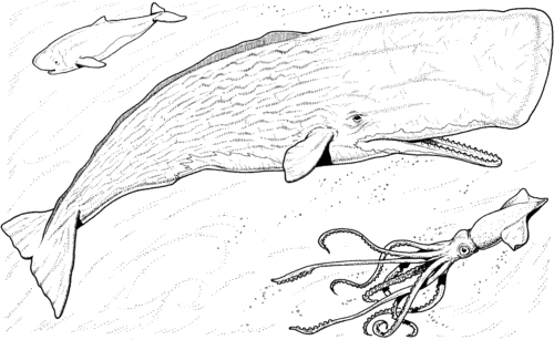 Sperm Whale coloring page