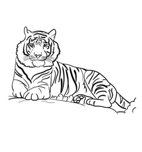 Sumatran Tiger coloring page