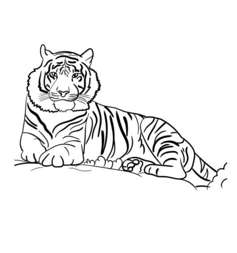 32 Free Tiger Coloring Pages Printable