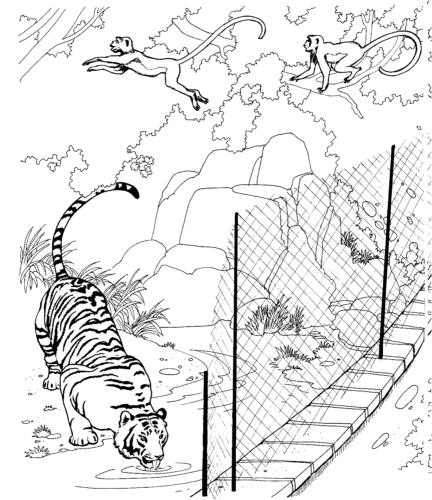 Tiger In Zoo coloring page