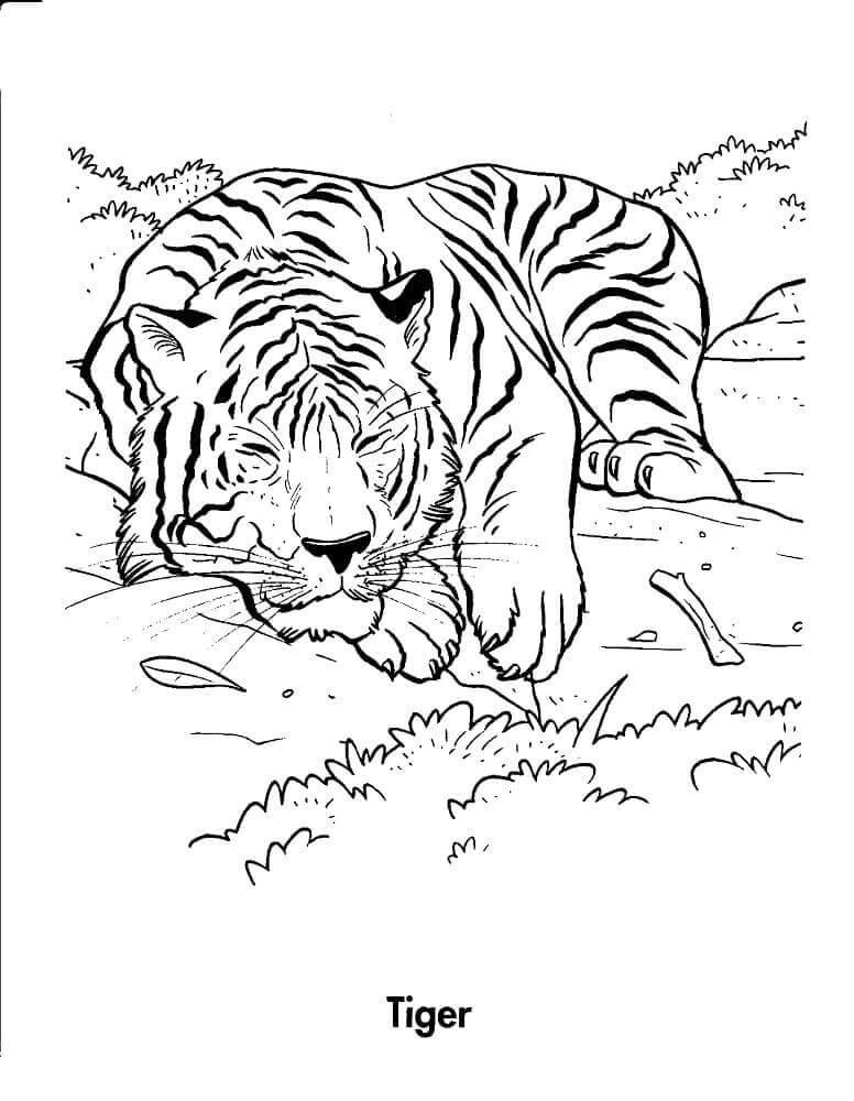 32 Free Tiger Coloring Pages Printable