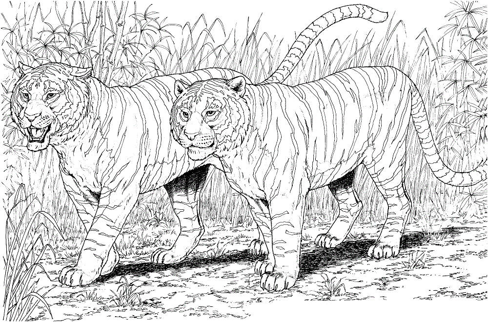 Tigers Coloring Pages Printable