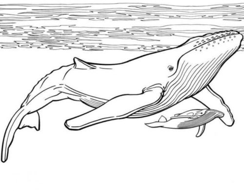 Whale and Calf coloring page