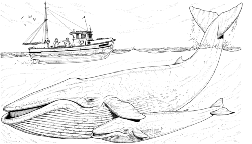 Whale coloring sheets printable