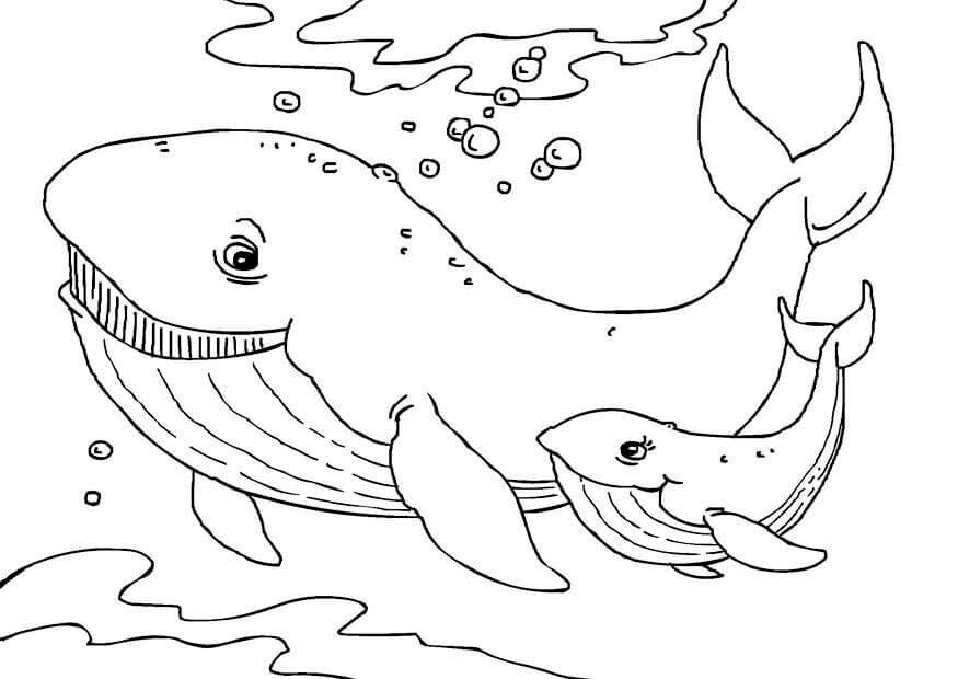 Whales Picture to color