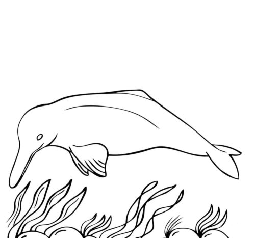 Amazon River Dolphin Coloring Page