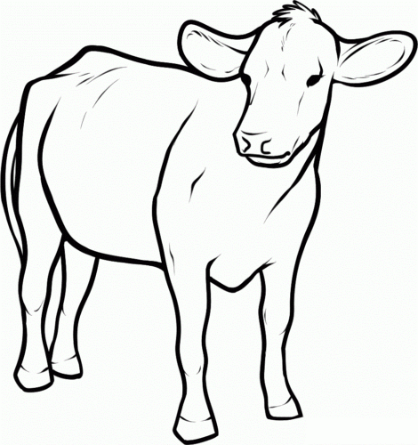 Baby Cow Coloring Page