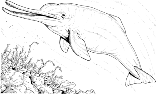 Baiji River Dolphin