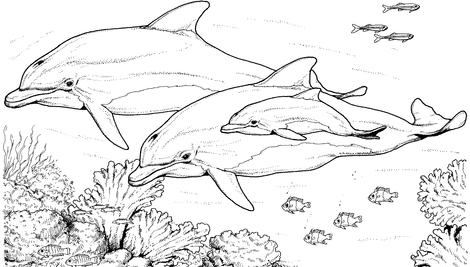 Bottlenose Dolphins Coloring Page
