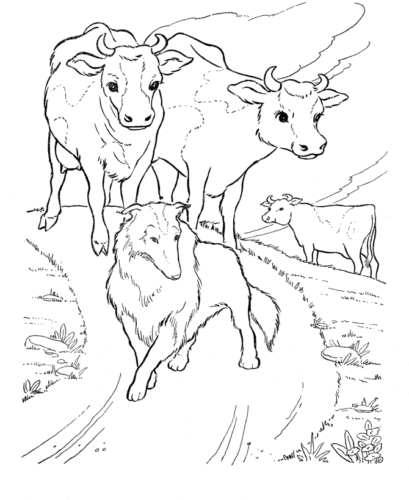Coloring Page Of Cow