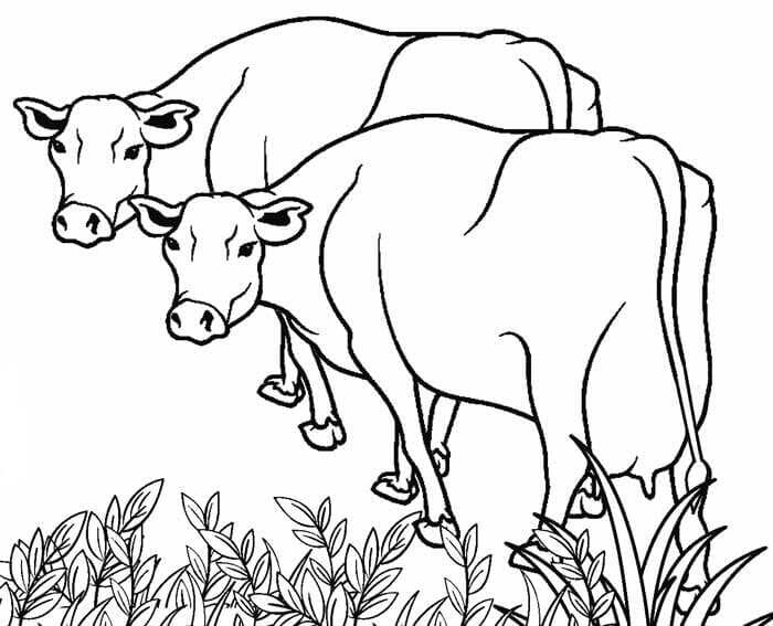 30 Free Cow Coloring Pages Printable