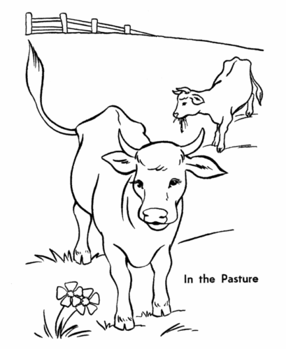 Cows Coloring Pages Printable