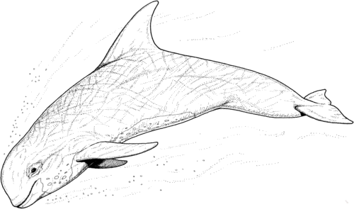 Free Printable Dolphin Coloring Page