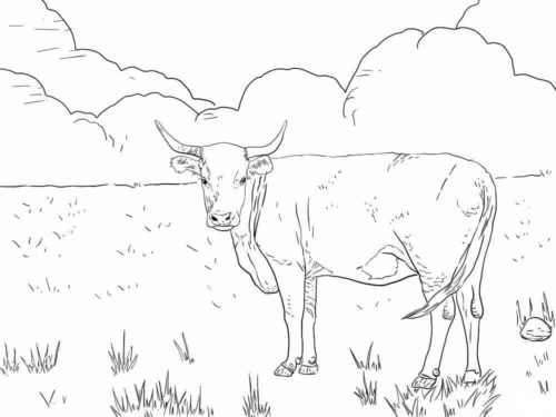 Horned Hereford Cow Coloring Page