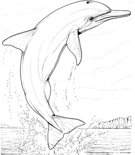 Realistic Dolphin Coloring Page