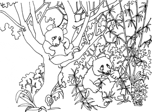 Panda In Forest