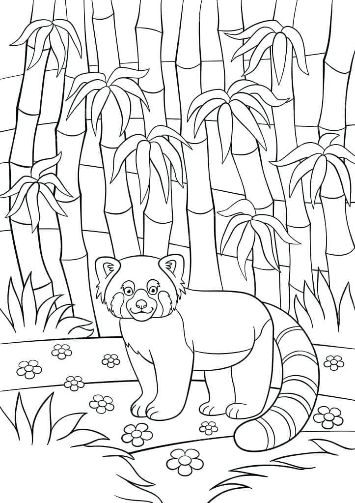 Red Panda Coloring Sheet Coloring Pages