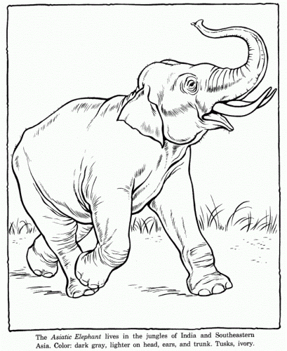 Asiatic Elephant Coloring Pages