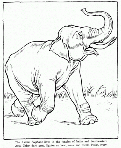 32 free elephant coloring pages printable