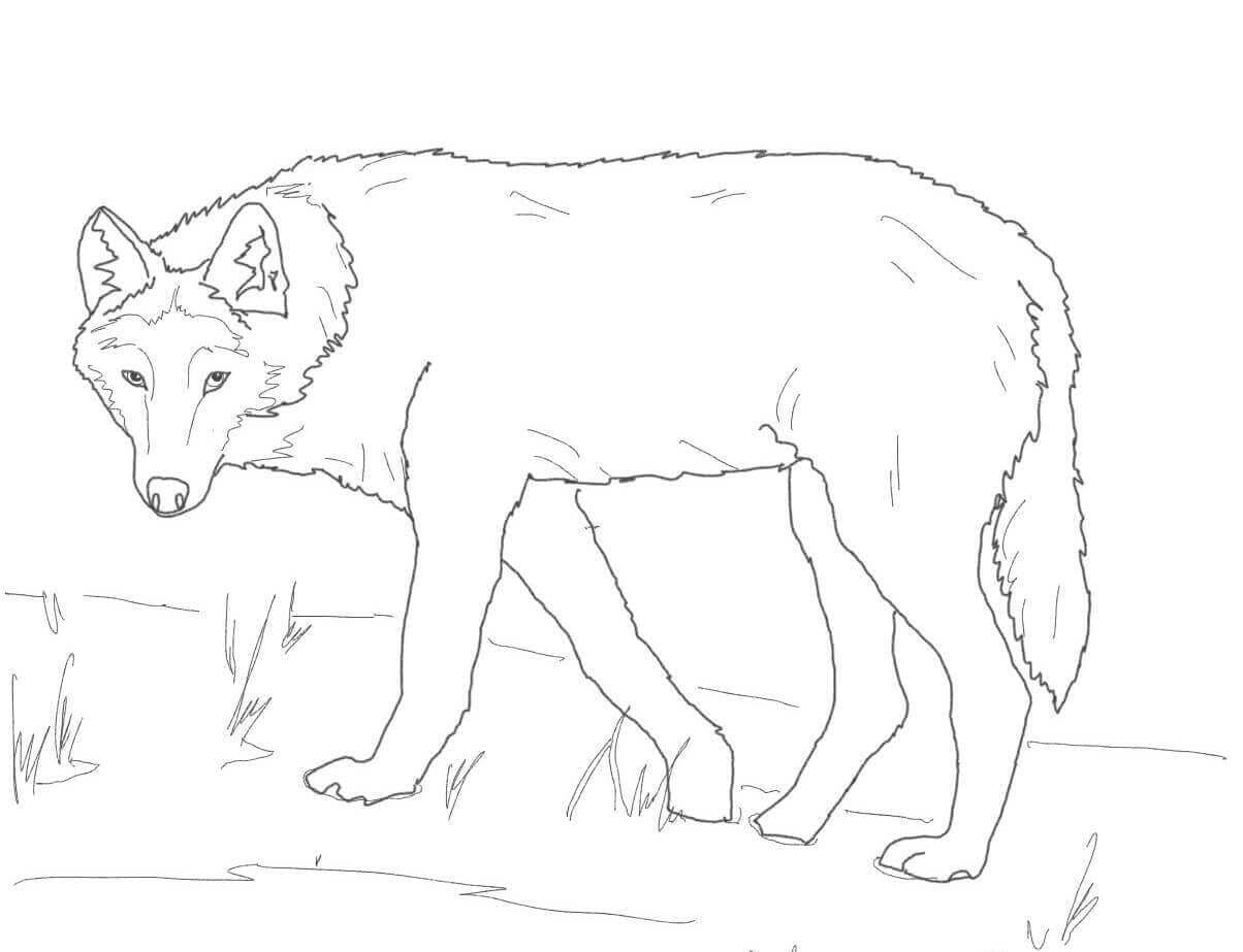25 Free Wolf Coloring Pages Printable
