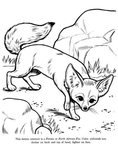 North African Fox Coloring Page