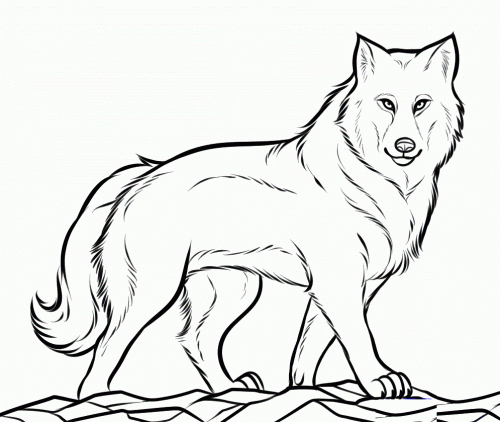 Realistic Wolf Coloring Page