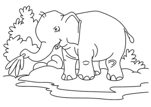 Thirsty Elephant Coloring Page