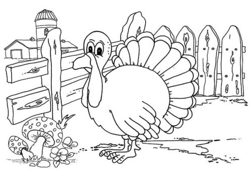 Turkey At Farm