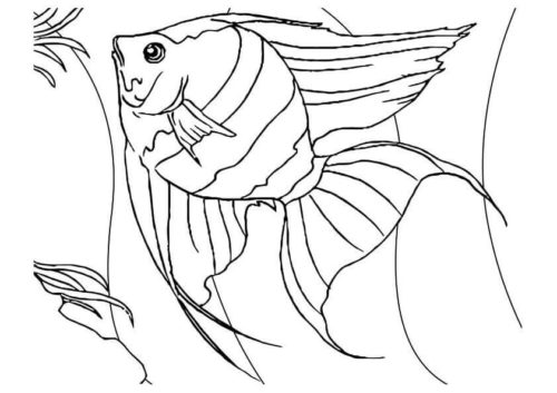 Angel Fish Coloring Page