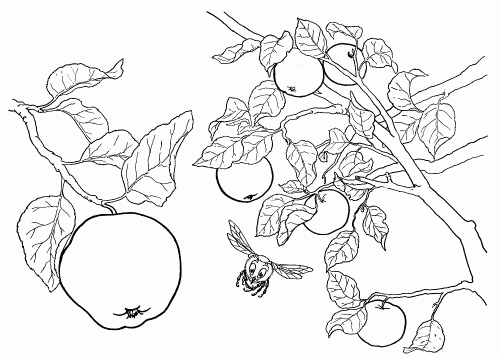 Apple Tree Coloring Page Apple Tree Coloring Page