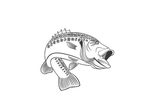 Bass Fish Coloring Page