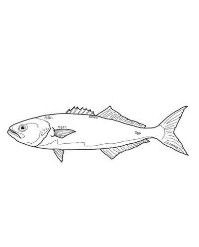 Bluefish Coloring Page