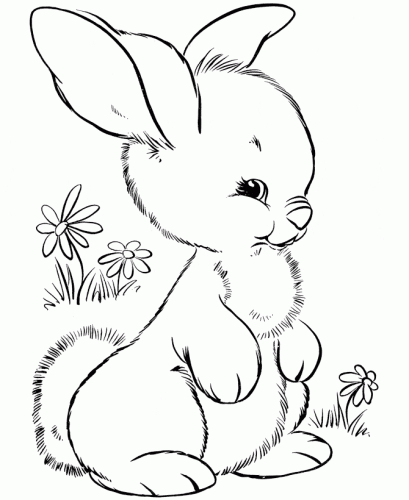 Bunny Colouring Pages