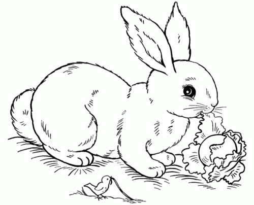 Bunny Eating Lettuce Coloring Page