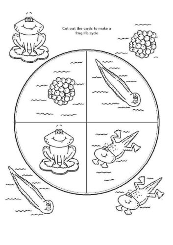 Frog Lifecycle Coloring Page