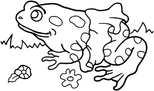 Frogs Coloring Sheets Frogs Coloring Sheets