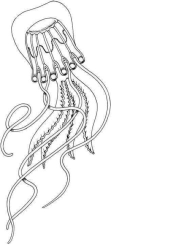 Jellyfish Coloring Page