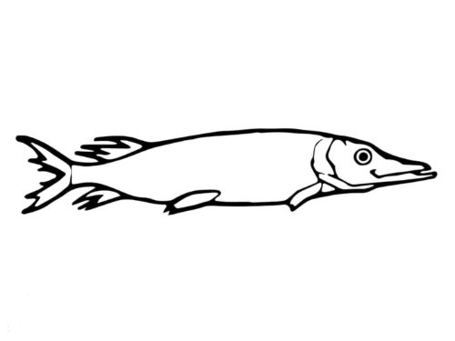 Pike Fish Colouring Page