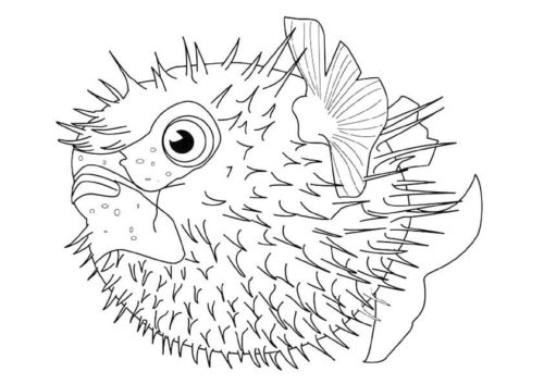 Puffer Fish Coloring Page