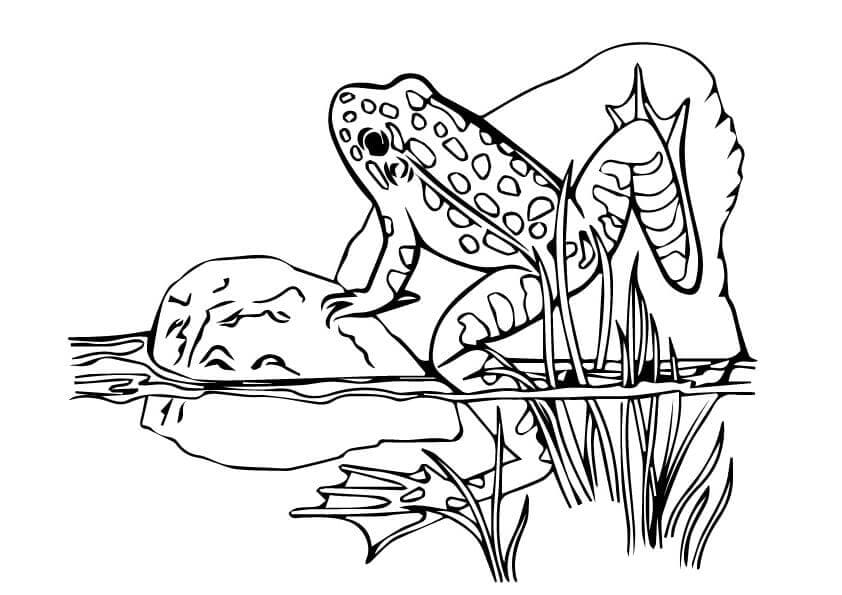 Rainforest Arrow Poison Frog Coloring Page