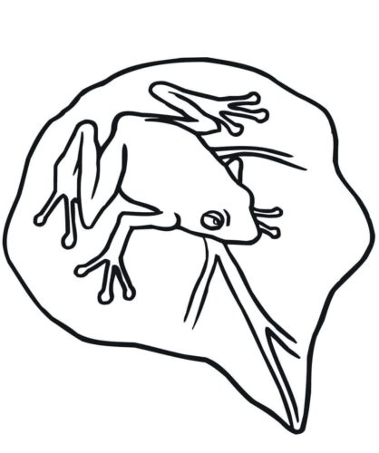 Red Eyed Tree Frog Coloring Page Red Eyed Tree Frog Coloring Page
