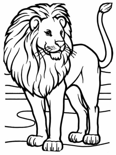 African Lion Coloring Pages
