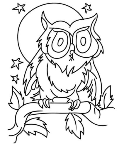 Collared Scops Owl Collared Scops Owl