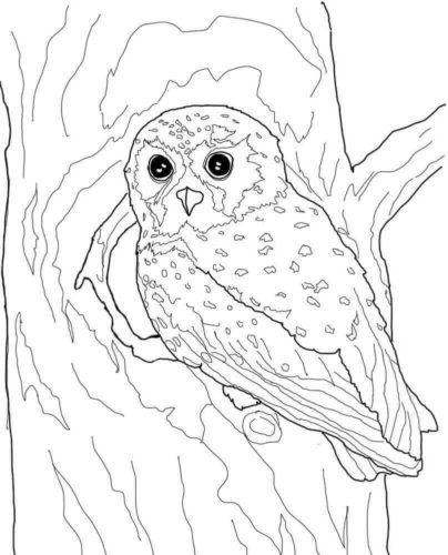Elf Owl Coloring Page