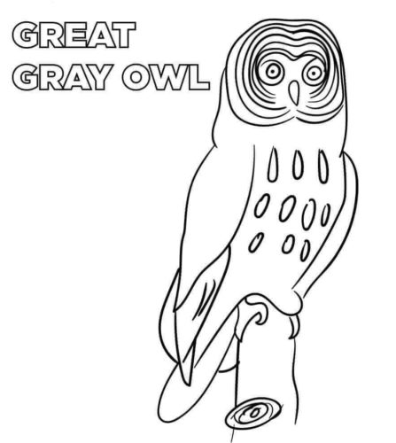 Great Gray Owl Great Gray Owl