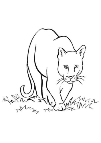 Mountain Lion Coloring Page