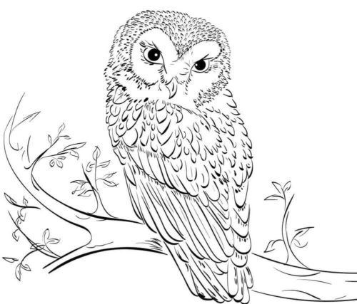 Owl Colouring Pages